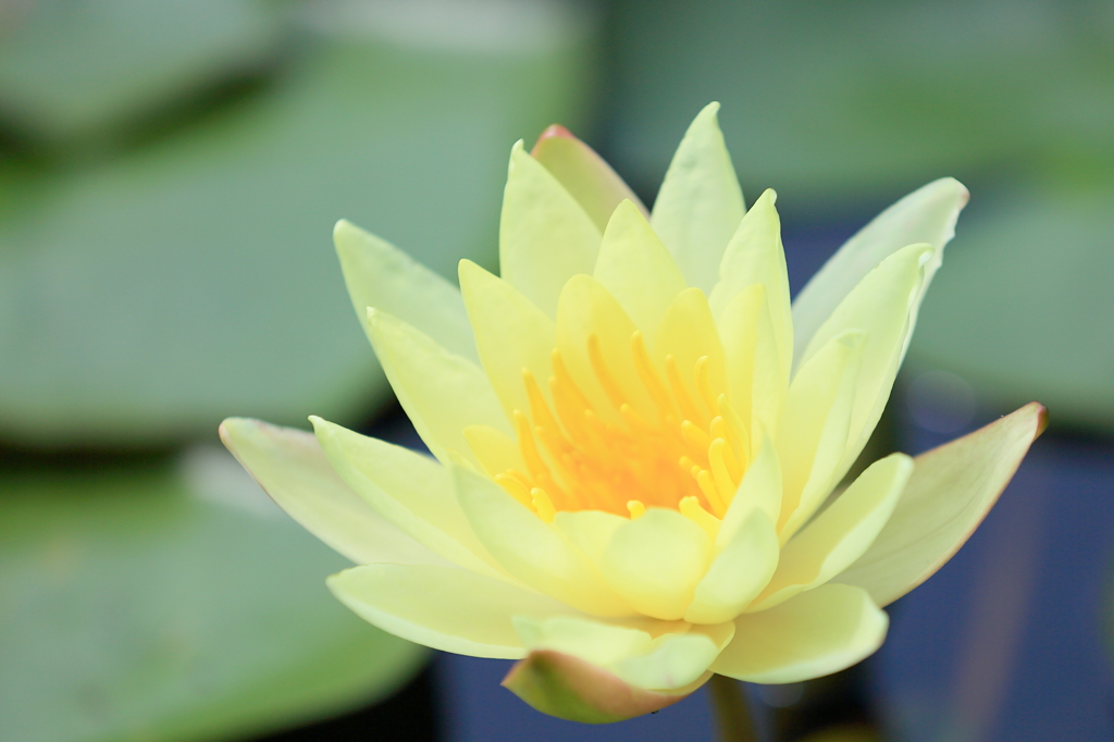 Lotus of the early summer !