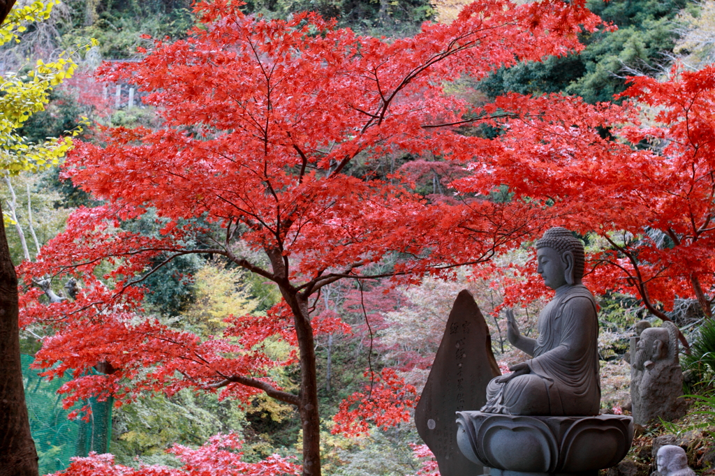 平和と紅葉