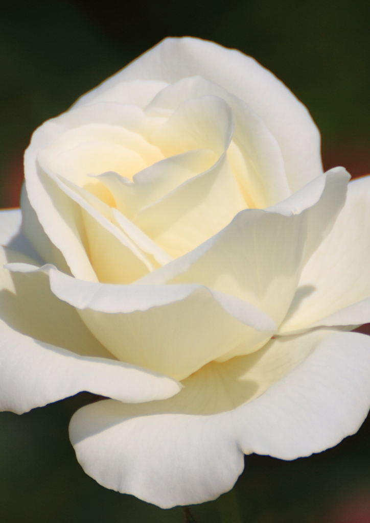 秋の薔薇１