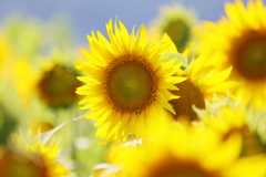夏花
