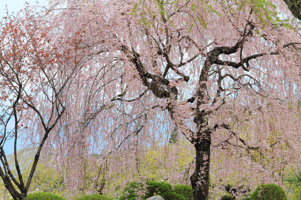 やっと、桜。