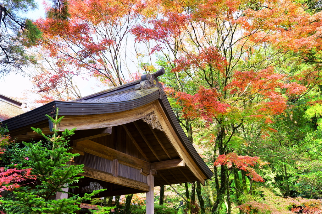 Autumn red