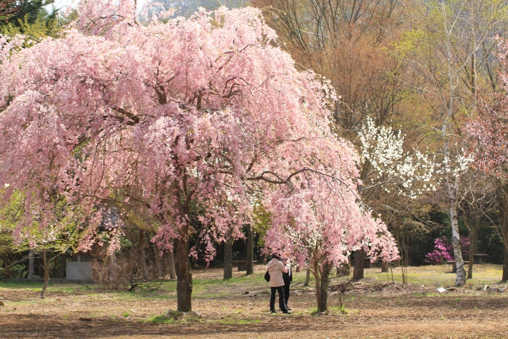 桜の木の下で。。