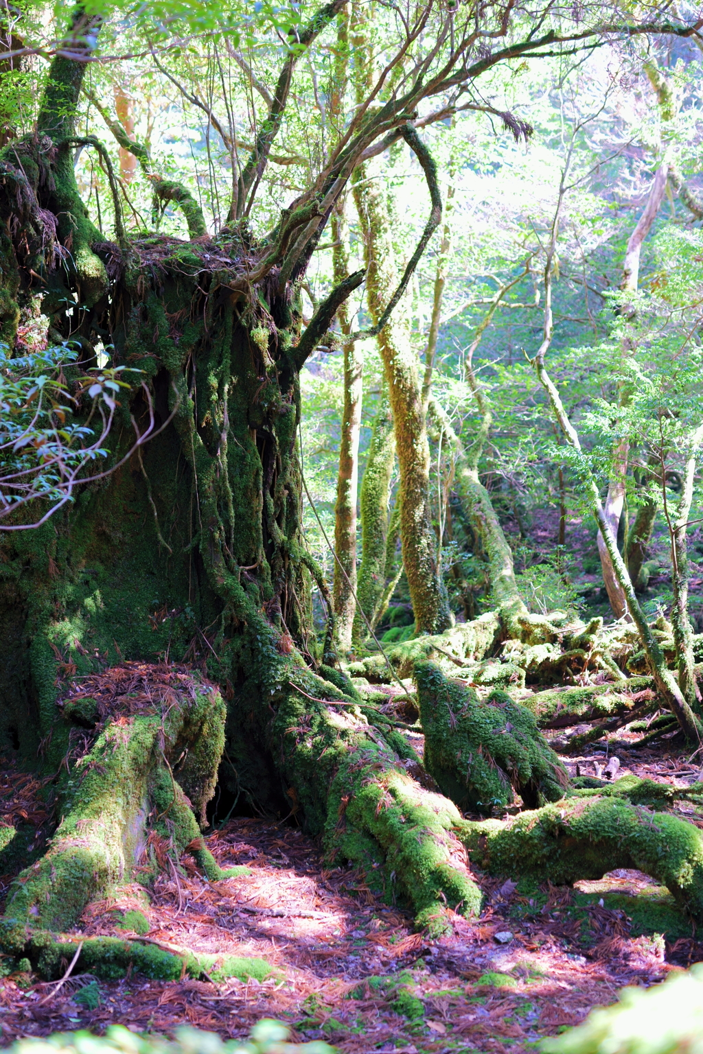 The earth of the tree.