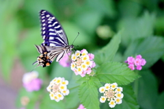 A cup in the rainy season.