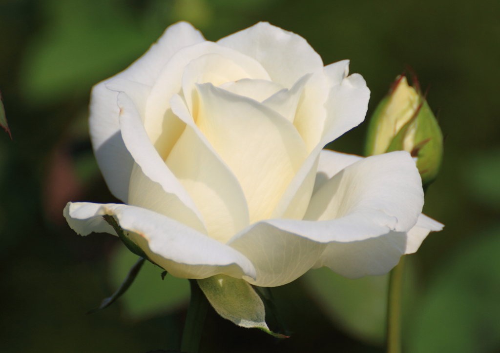 秋の薔薇２