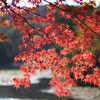 京都のとある日