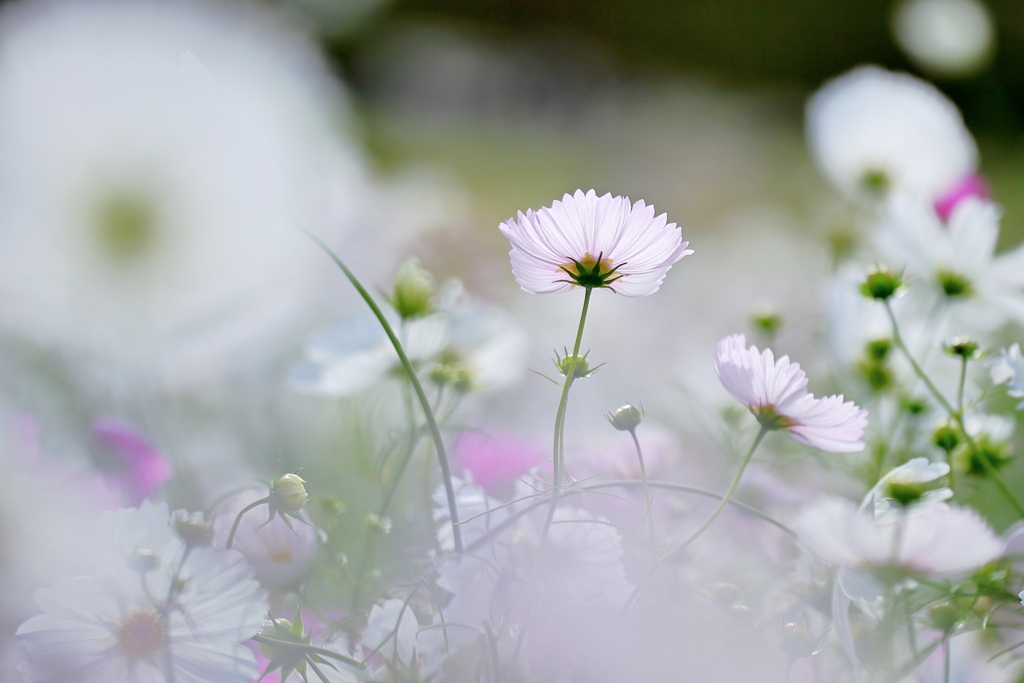 Autumn white