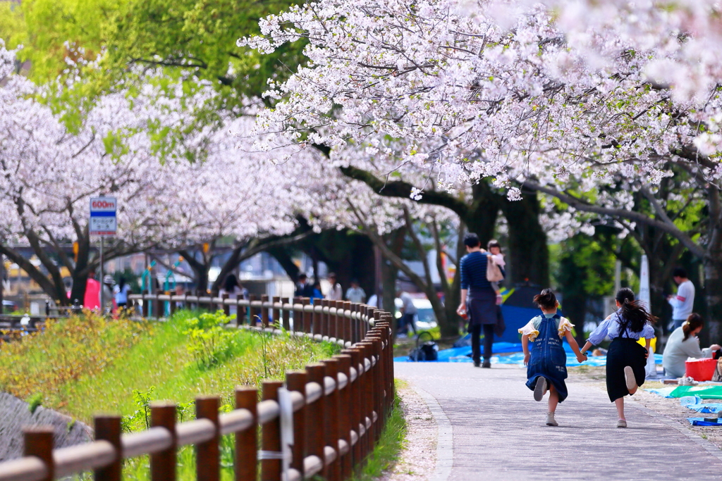 The avenue of the cherry tree.