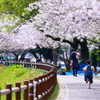 The avenue of the cherry tree.