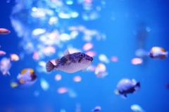 Play the leading part.