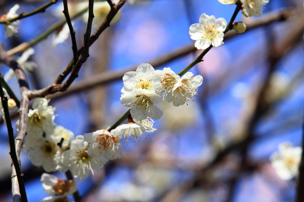 ３月の主役