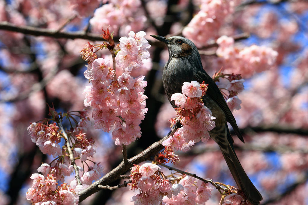 桜と鳥　２