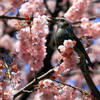桜と鳥　２