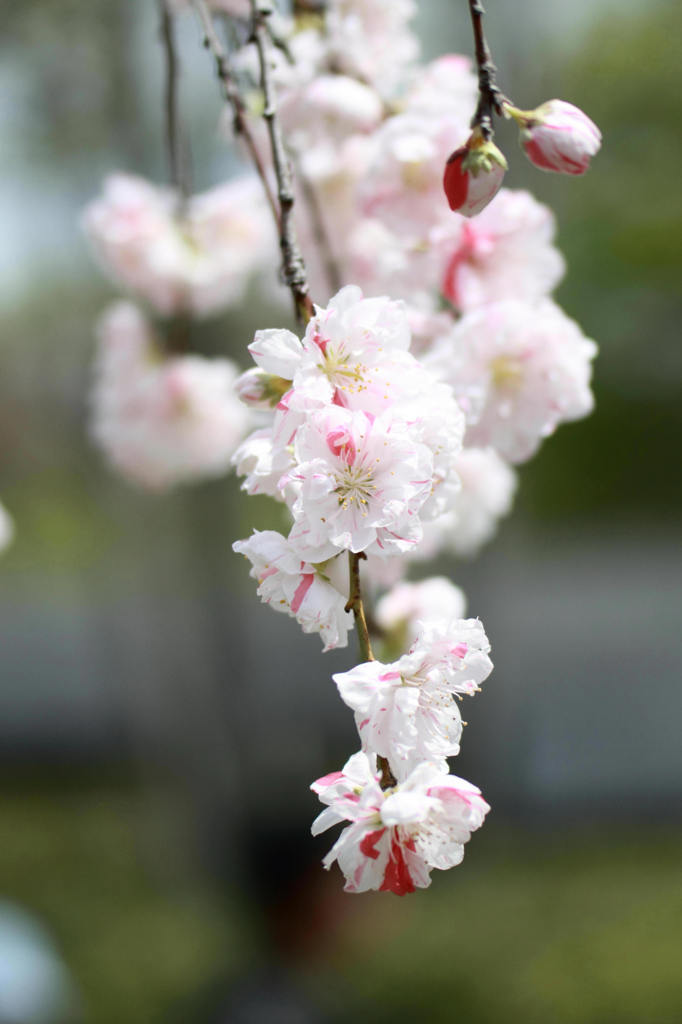 春が来ました。。