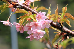 早咲き桜　１