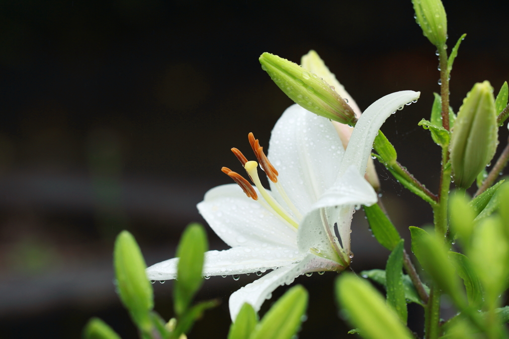 An opening of the rainy season!