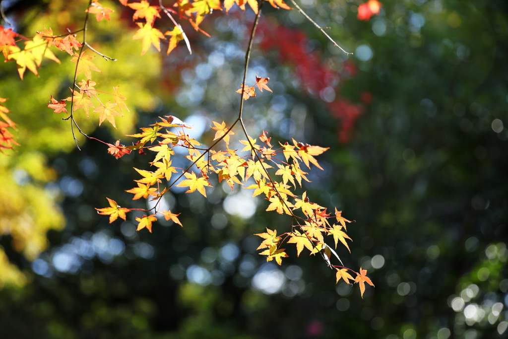 Colored leaves