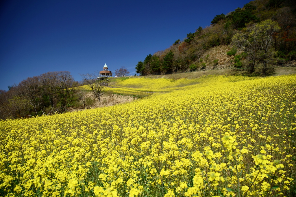 Field of flowers