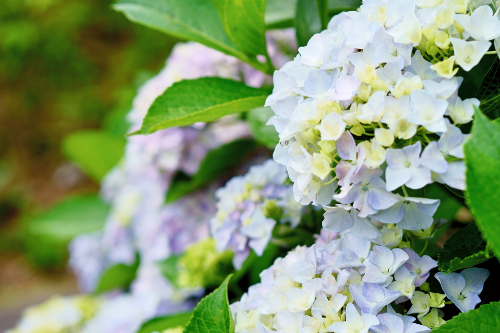 Hydrangea