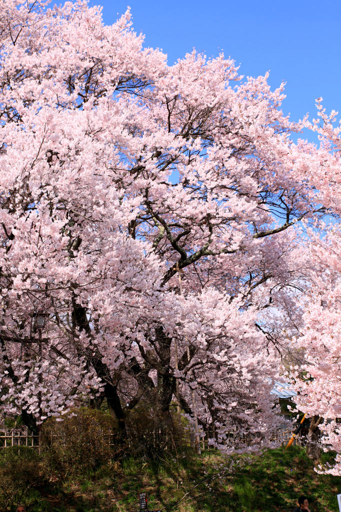 桜日和　２