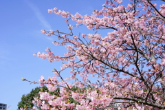 初桜