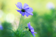 droplet