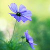 droplet