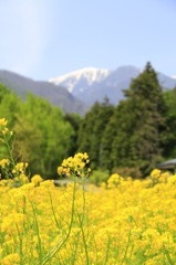 中央アルプスの菜の花