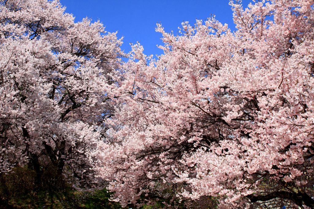 桜日和　１