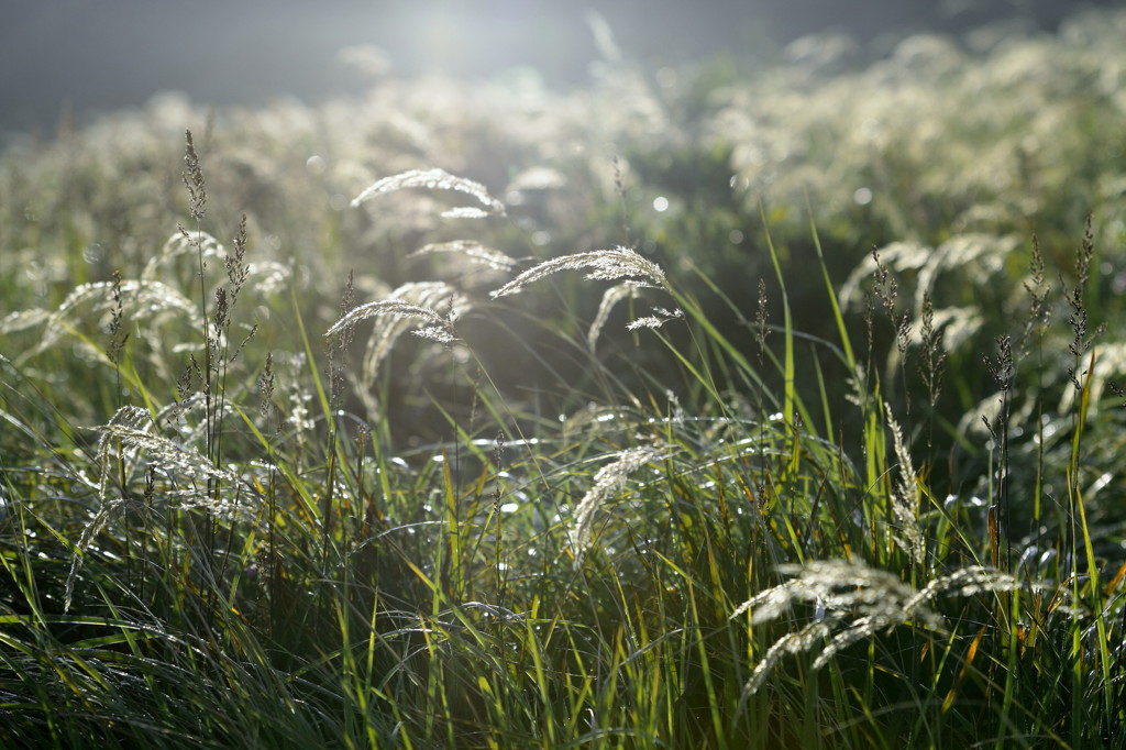 Morning of the plateau