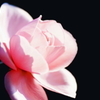 Autumn rose