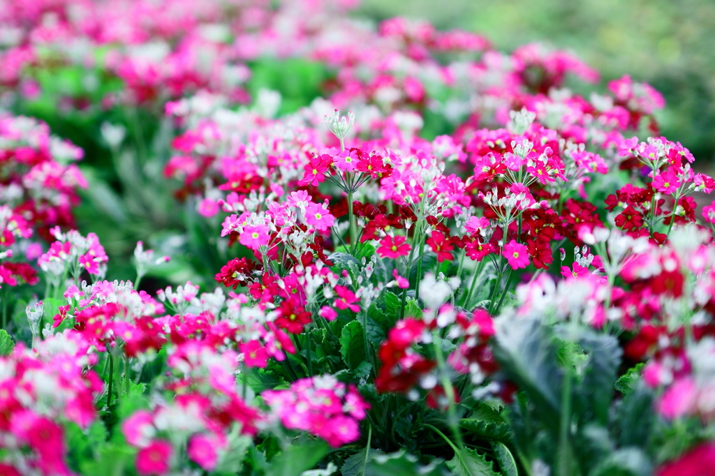 A flower bed of the roadside.