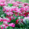 A flower bed of the roadside.