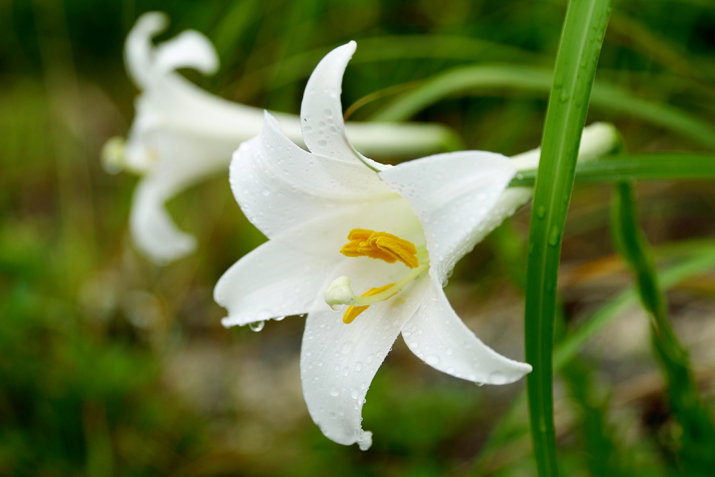 Field lily