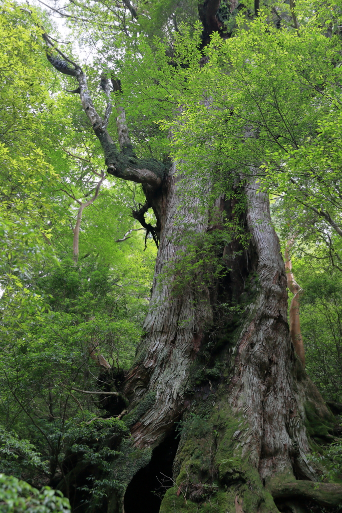 Great king cedar