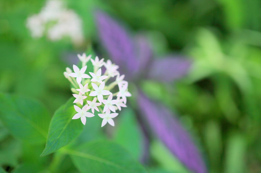 亜熱帯の花