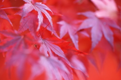 Autumn red