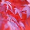 Autumn red