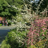 紅白の春