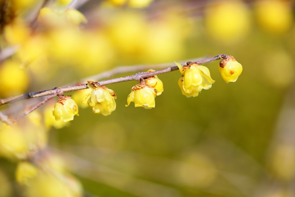 The early spring