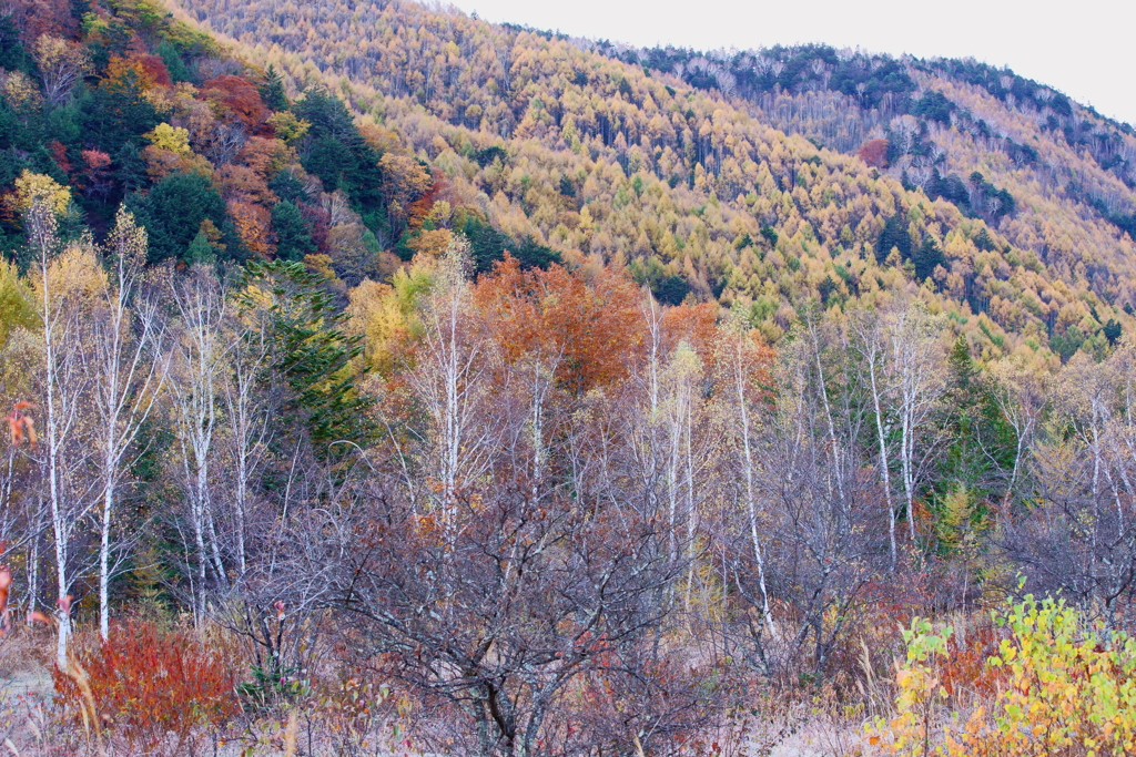 Colored leaves