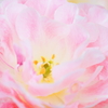 Spring flower of the southern country.