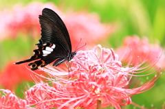 A flower and butterfly.