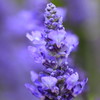 夏の花