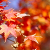 横浜の紅葉