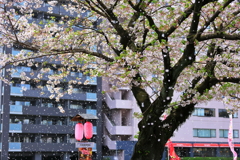 桜吹雪