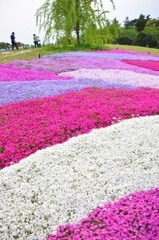 花のじゅうたん