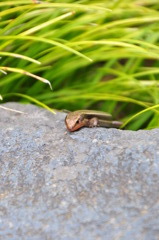 恥ずかしげなトカゲ