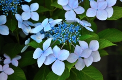 愕紫陽花